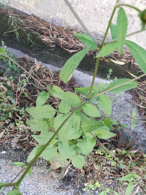 Bidens pilosa?  S !